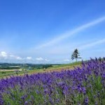 【第42回】5000万円一括のオフショア投資の事例です。【北海道 会社経営者 60代前半 男性】